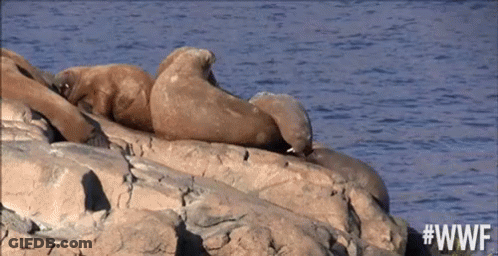 Two Seals Lying On Rock In Water GIF