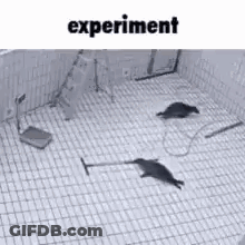 Two Seals Playing With Vacuum Cleaner GIF