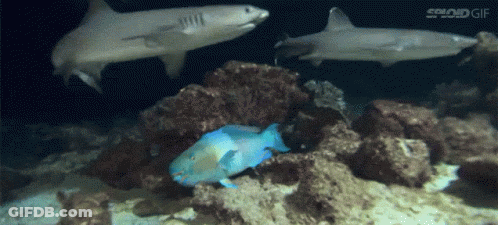 Two Sharks And A Blue Fish Are Swimming In A Coral Reef GIF
