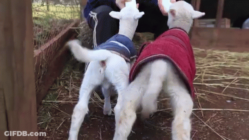 Two Sheep In Coats Standing In Pen GIF