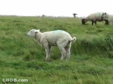 Two Sheep In Grassy Field GIF