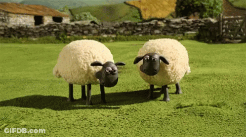 Two Sheep GIF