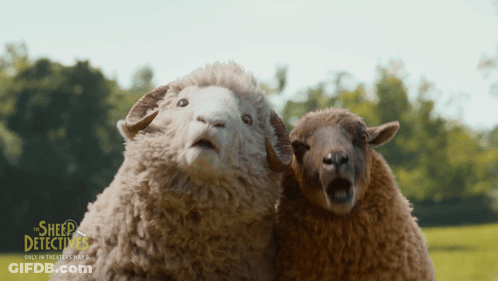 Two Sheep Standing Next To Each Other With Sheep Detectives Logo GIF