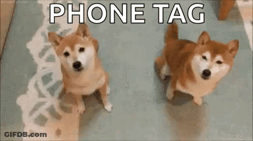 Two Shiba Inu Dogs Are Standing Next To Each Other On A Rug And Looking At The Camera . GIF