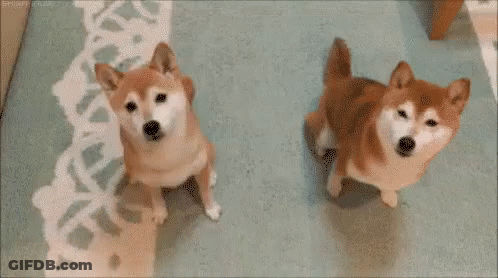 Two Shiba Inu Dogs Standing Next To Each Other On A Rug With The Words `` You 'Re It ! '' GIF