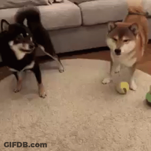 Two Shiba Inu Playing With Ball GIF