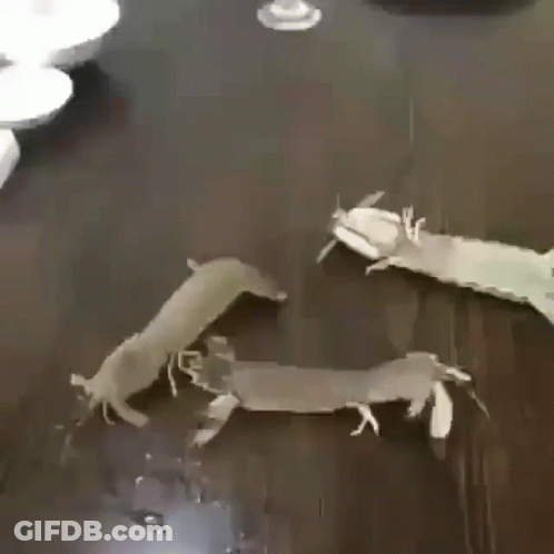 Two Shrimp Are Sitting On A Wooden Table With A Glass Of Wine In The Background . GIF