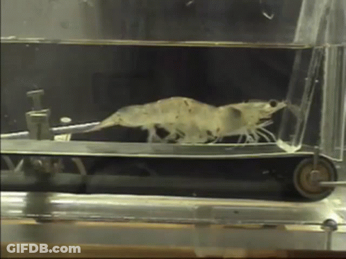 Two Shrimp Blowing Horns GIF