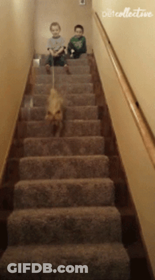 Two Siblings Playing With Dog Falling Down Stairs GIF