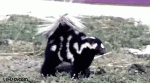 Two Skunks In Field GIF