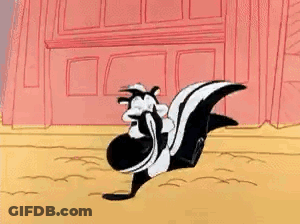 Two Skunks Standing Side By Side GIF