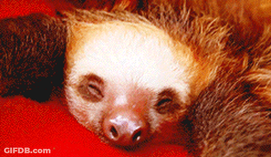 Two Sloth Sleeping GIF