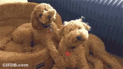 Two Small Brown Dogs Are Sitting Next To Each Other On A Bed . GIF
