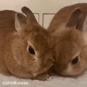 Two Small Brown Rabbits Are Laying Next To Each Other On A Bed . GIF