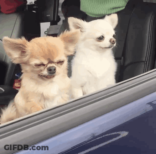 Two Small Dogs Are Looking Out Of A Car Window With Their Eyes Closed GIF