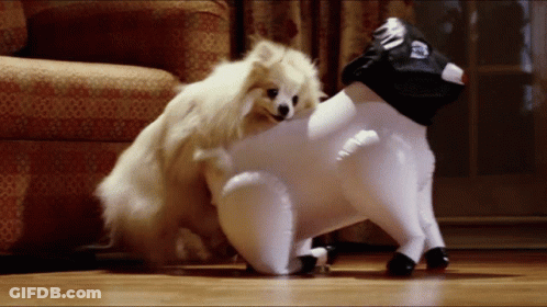 Two Small Dogs Are Playing With A Stuffed Animal That Looks Like A Cow GIF