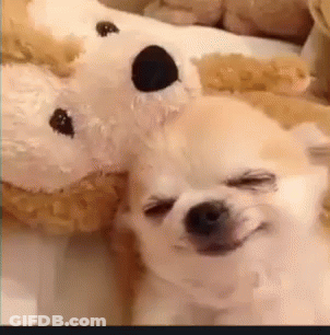 Two Small Dogs Laying Next To Teddy Bear GIF