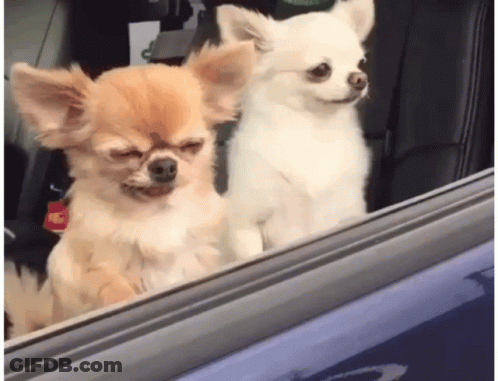 Two Small Dogs Looking Out Car Window One Eyes Closed GIF