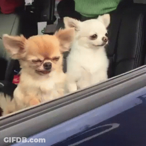 Two Small Dogs Sitting In Car Looking Out Window GIF