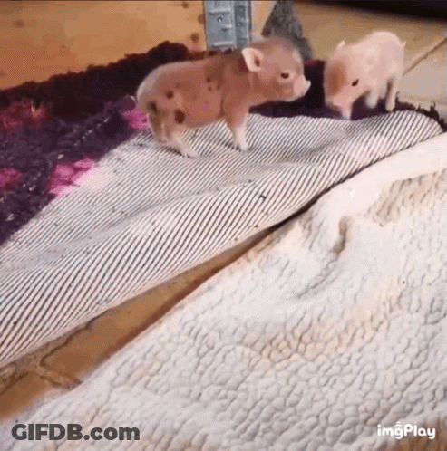 Two Small Pigs Are Walking On A Rug On The Floor . GIF
