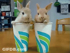 Two Small Rabbits Are Sitting In Cups With The Letter S On Them GIF