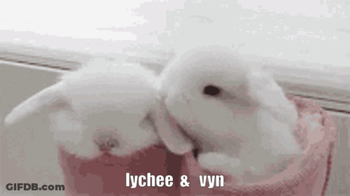Two Small White Rabbits Are Kissing In A Pink Bag . GIF