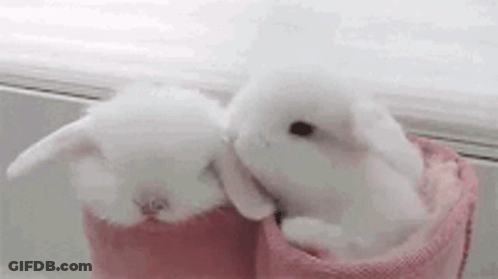 Two Small White Rabbits Are Sitting Next To Each Other In A Pink Blanket . GIF