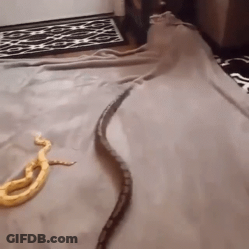 Two Snakes Are Laying On A Blanket On A Bed In A Room . GIF
