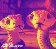 Two Snakes Are Looking At The Camera With Their Tongues Hanging Out GIF
