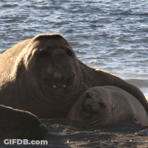 Two Spinning Seal GIF