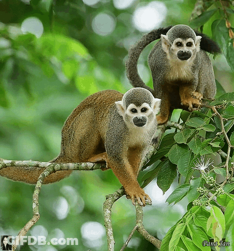 Two Squirrel Monkeys Are Sitting On A Tree Branch With A Picture Of A Woman Behind Them GIF