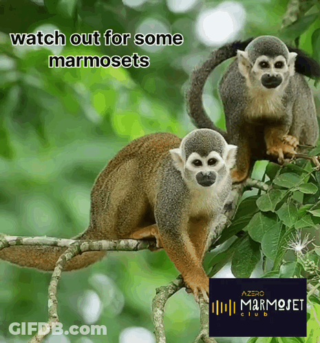 Two Squirrel Monkeys Watch Out For Marmosets GIF