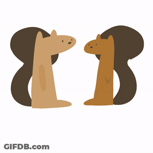 Two Squirrel Sharing Acorn GIF