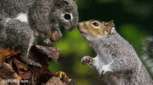 Two Squirrels Are Kissing Each Other On A Tree Branch GIF