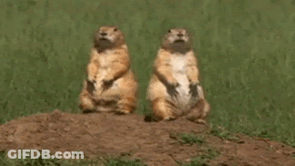 Two Squirrels Dancing Wahoo GIF