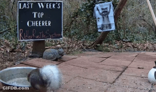 Two Squirrels In Front Of Sign Saying Last Week's Top Cheerer GIF