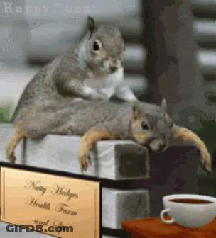 Two Squirrels On Nutty Hedges Sign GIF