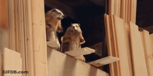 Two Squirrels On Wooden Ledge GIF