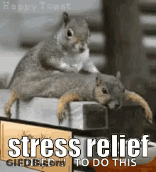 Two Squirrels Piled On Shelf GIF