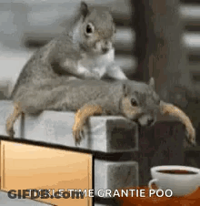 Two Squirrels Sitting At Table With Coffee And Mirror GIF