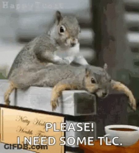 Two Squirrels Sitting On Box Saying I Need Some TLC GIF
