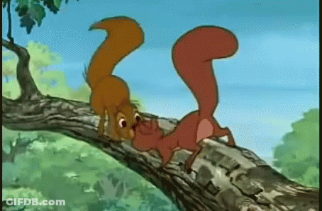 Two Squirrels Sitting On Tree Branch Looking At Each Other GIF