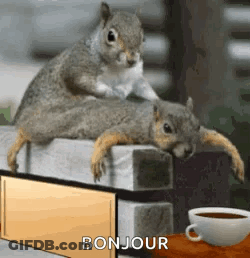 Two Squirrels Stacked On Brick Wall With Coffee GIF