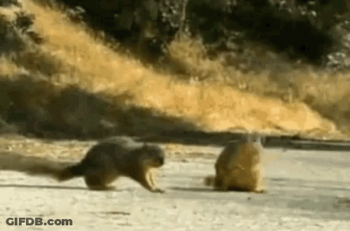 Two Squirrels Standing On Sidewalk GIF