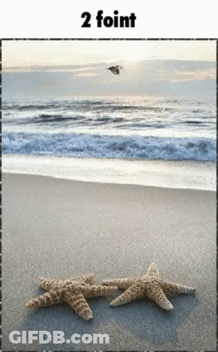 Two Starfish Are Laying On A Sandy Beach With A Bird Flying In The Background Under The Words 2 Point GIF