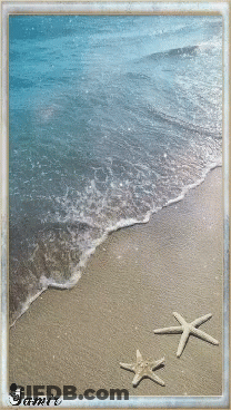 Two Starfish On Sandy Beach With Jamie GIF