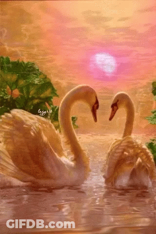 Two Swans Are Making A Heart Shape In The Water GIF