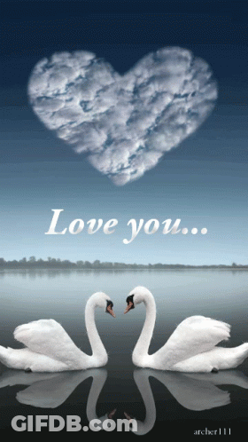 Two Swans In A Lake With A Heart Shaped Cloud In The Background And The Words " Love You " GIF