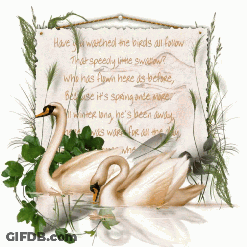 Two Swans In Front Of Sign Saying Have You Watched The Birds All Follow That Speedy Little Swallow GIF