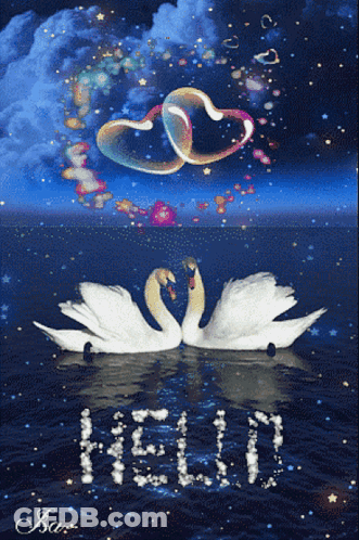 Two Swans In The Water With The Word Hello Written On The Water GIF
